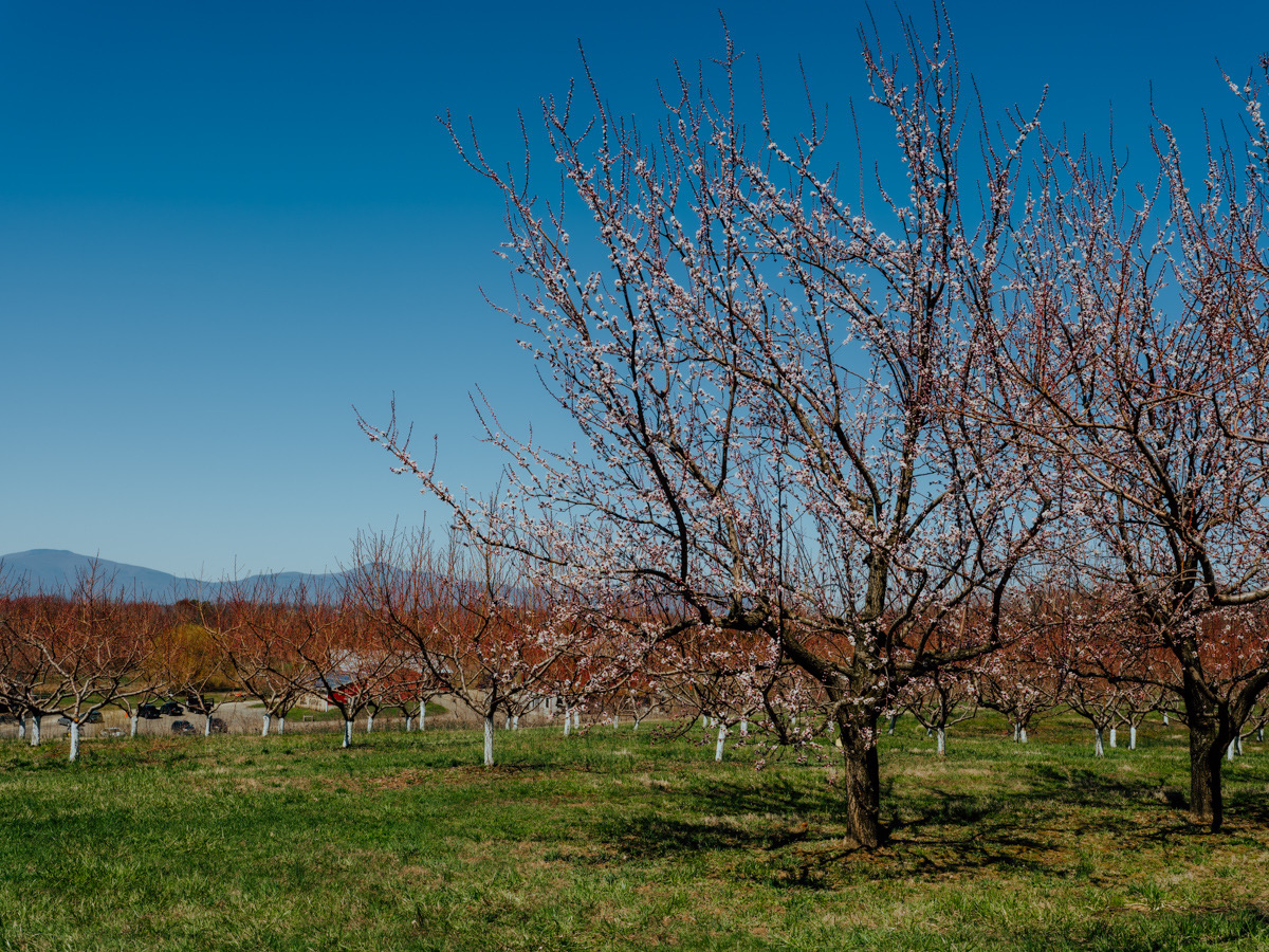Spring orchard rows at Rose Hill Farm.